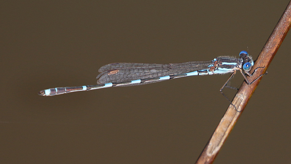 J17_3504 Austrolestes leda male.JPG